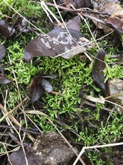 Brachythecium albicans