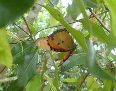 Hypolimnas misippus