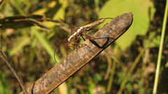 Riptortus linearis