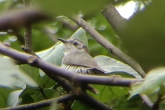 Chrysococcyx minutillus