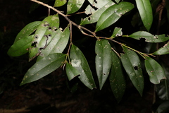 Diospyros pentamera