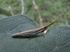 Neorthacris