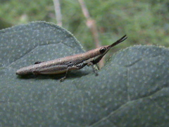 Neorthacris