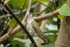 Chrysococcyx minutillus