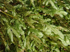 Pseudomalia webbiana