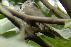 Chrysococcyx minutillus