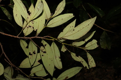 Diospyros pentamera