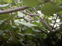 Chrysococcyx minutillus