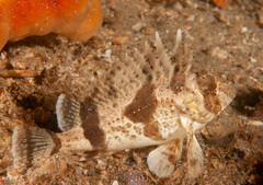 Centropogon australis