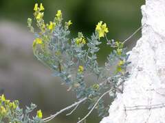 Linaria cretacea