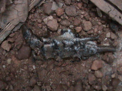 Eutropis macularia