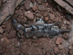 Eutropis macularia