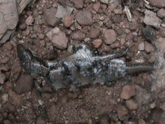 Eutropis macularia