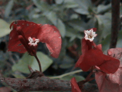 Bougainvillea spectabilis