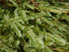 Pseudomalia webbiana