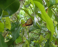 Hypolimnas misippus