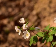 Isopyrum thalictroides