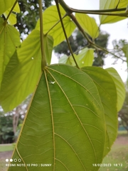 Pterygota alata