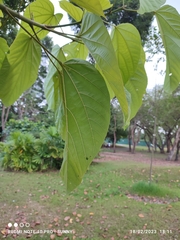 Pterygota alata