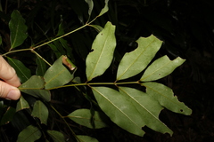 Cinnamomum oliveri