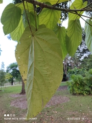 Pterygota alata