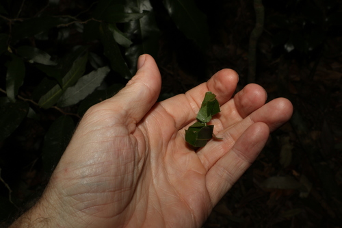 Image of Cinnamomum oliveri by (c) Greg Tasney, some rights reserved (CC BY-SA)
