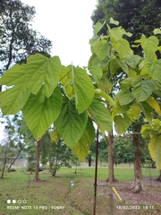 Pterygota alata