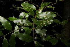 Cinnamomum oliveri