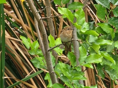 Cacomantis merulinus