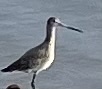 Limosa lapponica