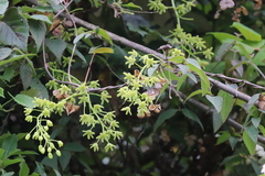 Sargentodoxa cuneata