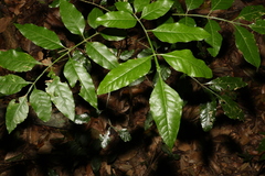 Flindersia xanthoxyla