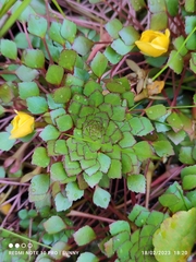 Ludwigia sedoides