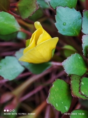 Ludwigia sedoides