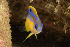 Mecaenichthys immaculatus
