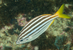 Atypichthys strigatus