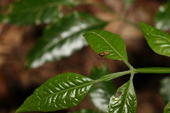 Flindersia xanthoxyla