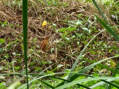 Ixobrychus cinnamomeus