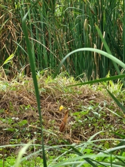 Ixobrychus cinnamomeus