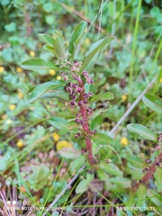 Ammannia crassicaulis