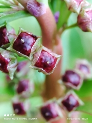 Ammannia crassicaulis