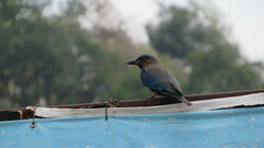 Coracias affinis