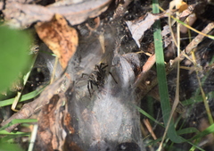 Aglaoctenus lagotis