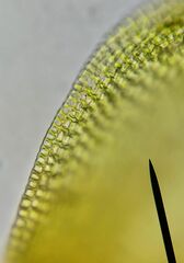 Hedwigia stellata