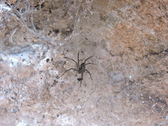 Aglaoctenus lagotis
