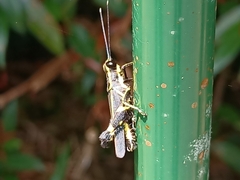 Traulia azureipennis