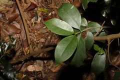 Cyclophyllum longipetalum
