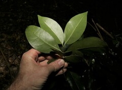 Cyclophyllum longipetalum