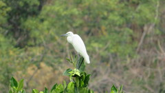 Egretta garzetta