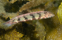 Eupetrichthys angustipes